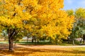 Golden Autumn Colored Tree in Lincoln Park Chicago