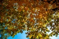 Golden autumn. Crown of a tree with yellow leaves against blue sky