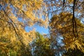 Golden autumn. Fabulous gold tree branches in autumn sunny day