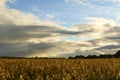 Golden autumn field