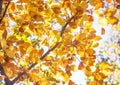 Golden Autumn Foliage beech Royalty Free Stock Photo