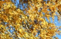 Golden autumn foliage, birch trees with orange and yellow leaves in the sunny forest. Royalty Free Stock Photo