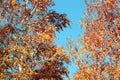 Golden autumn foliage, birch trees with orange and yellow leaves in the sunny forest. Royalty Free Stock Photo