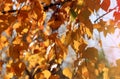 Golden autumn foliage, birch trees with orange and yellow leaves in the sunny forest. Royalty Free Stock Photo