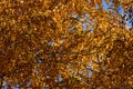 Golden autumn foliage, birch trees with orange and yellow leaves in the sunny forest. Royalty Free Stock Photo