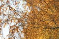 Golden autumn foliage, birch trees with orange and yellow leaves in the sunny forest. Royalty Free Stock Photo