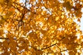 Golden autumn foliage, birch trees with orange and yellow leaves in the sunny forest. Royalty Free Stock Photo