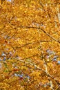 Golden Autumn Foliage Canopy in Keweenaw - Sunlit Leaves