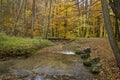 golden autumn in the fores Royalty Free Stock Photo
