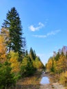 Golden autumn in forest, dirt road and blue sky Royalty Free Stock Photo