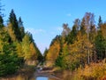 Golden autumn in forest, dirt road and blue sky Royalty Free Stock Photo