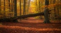 Golden autumn forest path under fallen tree Royalty Free Stock Photo