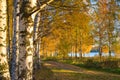 Golden autumn. Forest road in a birch grove Royalty Free Stock Photo