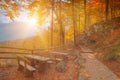 Golden autumn forest in sun rays