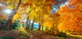 Autumn landscape - tall forest golden trees with sunlight, panoramic Royalty Free Stock Photo