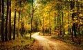 Golden autumn forest with walk path. Scenery colorful forest with yellow trees. Fall. Scenic nature. Royalty Free Stock Photo