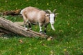 Farm animal goat walking on meadow Royalty Free Stock Photo