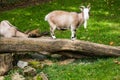 Farm animal goat walking on tree Royalty Free Stock Photo