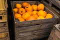 Halloween pumpkin wooden box full of pumpkins