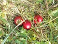 three red ripe apples on green and yellowed grass in the garden Royalty Free Stock Photo