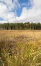 Golden autumn  grasses of a meadow under blue sky Royalty Free Stock Photo