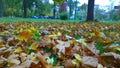 Golden autumn is here. Fallen orange dry and yellow maple leaves in the city park. Healthy lifestyle concept. Beauty in nature. Fa Royalty Free Stock Photo