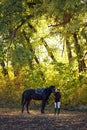 Golden autumn in horses farm