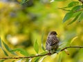 Golden Autumn and House sparrow Passer domesticus