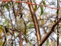 Golden Autumn and House sparrow Passer domesticus