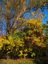 golden autumn in the hydropark of the city of Kiev, Ukraine
