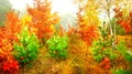 Golden autumn Royalty Free Stock Photo