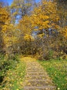 Golden autumn in Kurkino, Moscow