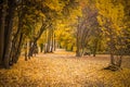 golden autumn landscape, yellow leaves in a forest or park, beautiful fall background, outdoor shot Royalty Free Stock Photo