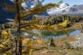 Golden autumn larch trees at Lake O\'Hara, Yoho National Park. Canadian Rockies Royalty Free Stock Photo