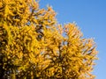 Golden autumn larches