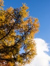 Golden autumn larches