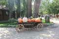 golden autumn, large different pumpkins, Different varieties of pumpkins in wooden cart