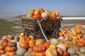 Golden autumn, large different pumpkins, Different varieties of pumpkins, a wooden cart with pumpkins