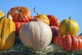 Golden autumn, large different pumpkins, Different varieties of pumpkins, a wooden cart with pumpkins