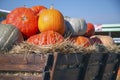 Golden autumn, large different pumpkins, Different varieties of pumpkins, a wooden cart with pumpkins