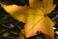 A golden autumn leaf is backlit by the sun to show closeup details and macro elements. Royalty Free Stock Photo