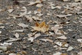 Golden Autumn Leaf on Driveway Royalty Free Stock Photo