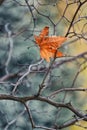 Golden autumn leave hanging on bare branches of tree