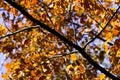 Golden autumn leaves Royalty Free Stock Photo