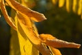 Golden autumn leaves of acacia under the sun Royalty Free Stock Photo