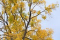 Golden autumn leaves of ash tree Royalty Free Stock Photo