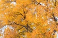 Golden autumn leaves of ash tree Royalty Free Stock Photo