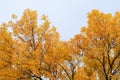 Golden autumn leaves of ash trees Royalty Free Stock Photo
