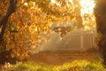 Golden Autumn Leaves Bathing in Sunlight with White Picket Fence in Background Royalty Free Stock Photo