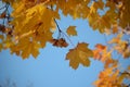 Golden Autumn leaves branches and bokeh effect background Royalty Free Stock Photo